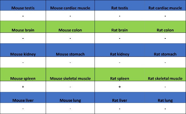 TGF beta 1 Recombinant Rabbit mAb (S-3204)