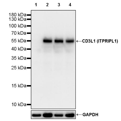 CD3L1 (ITPRIPL1) Recombinant Rabbit mAb (S-1716-50)