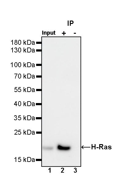 H-Ras Recombinant Rabbit mAb (S-1017-79)