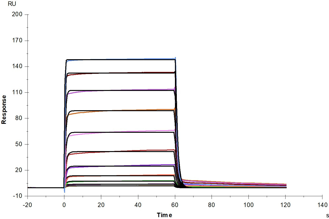 Fc γ RIIB/CD32b His Tag Protein, Mouse