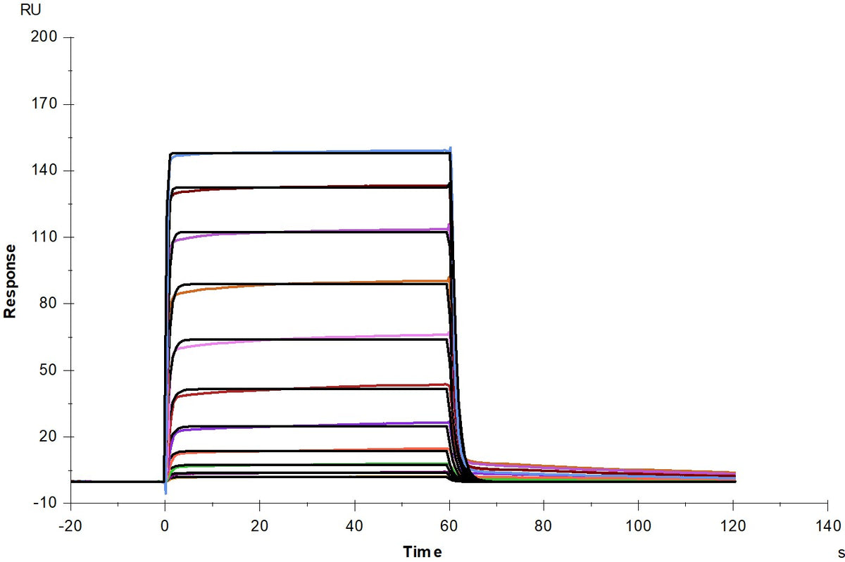 Fc γ RIIB/CD32b His Tag Protein, Mouse