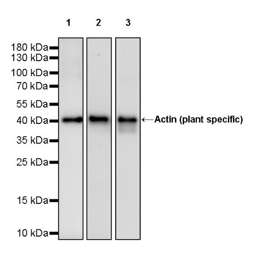 Actin (plant specific) Rabbit Polyclonal Antibody
