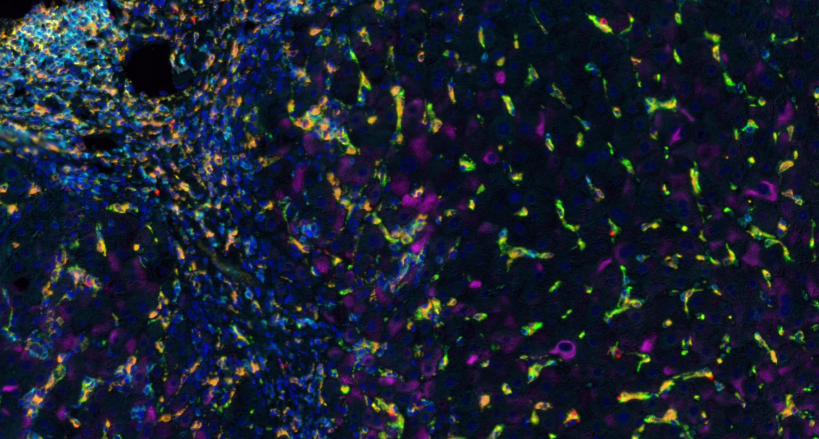 Absin 7-Color IHC Kit (Anti-Rabbit and Mouse Secondary Antibody)