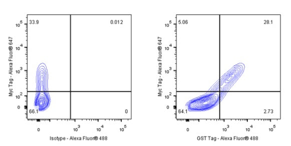 S-RMab® GST Tag Recombinant Rabbit mAb (S-372-19)
