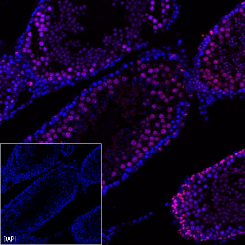 Ki67 Recombinant Rabbit mAb (Alexa Fluor® 555 Conjugate) (SDT-R459)