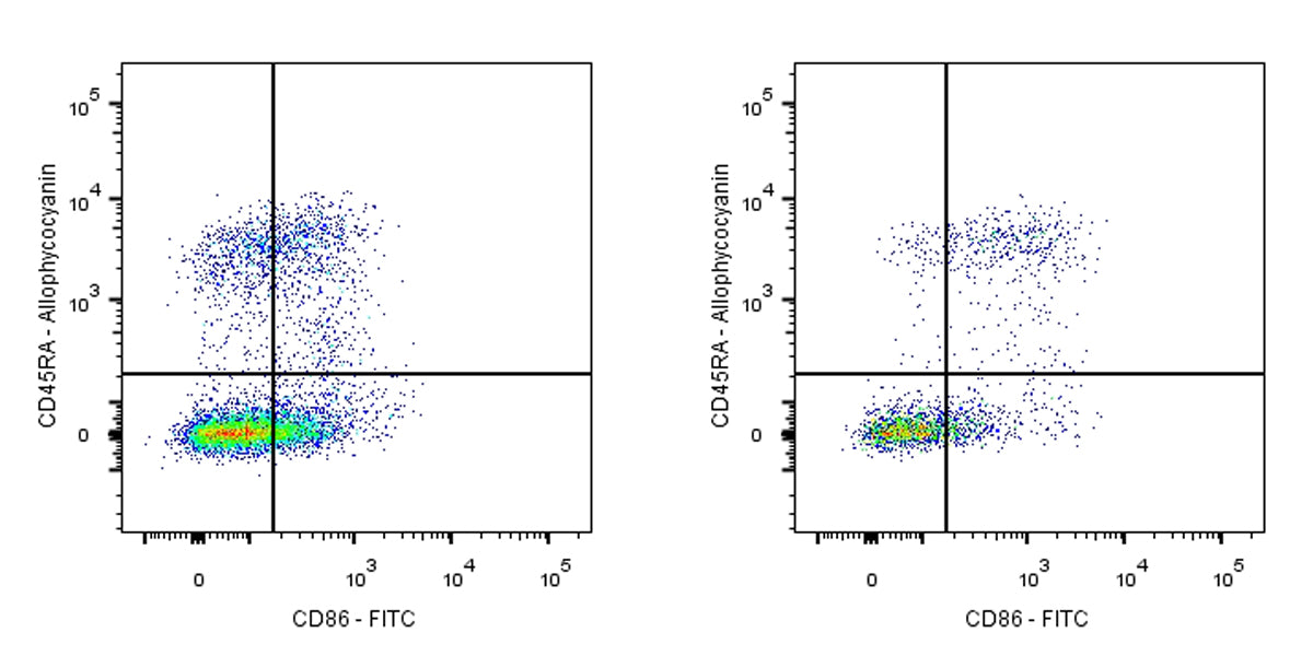 FITC Mouse Anti-Rat CD86 Antibody (24F)