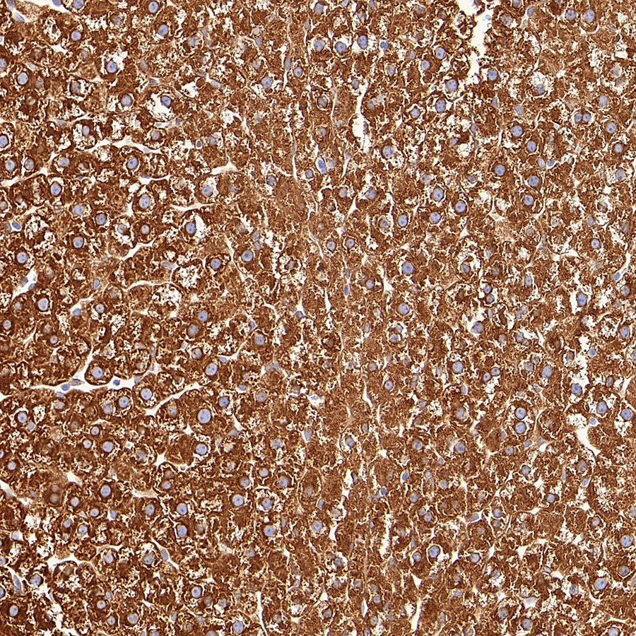P4HB Recombinant Rabbit mAb