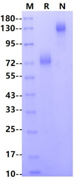 B7-1/CD80 Fc Chimera Protein, Human