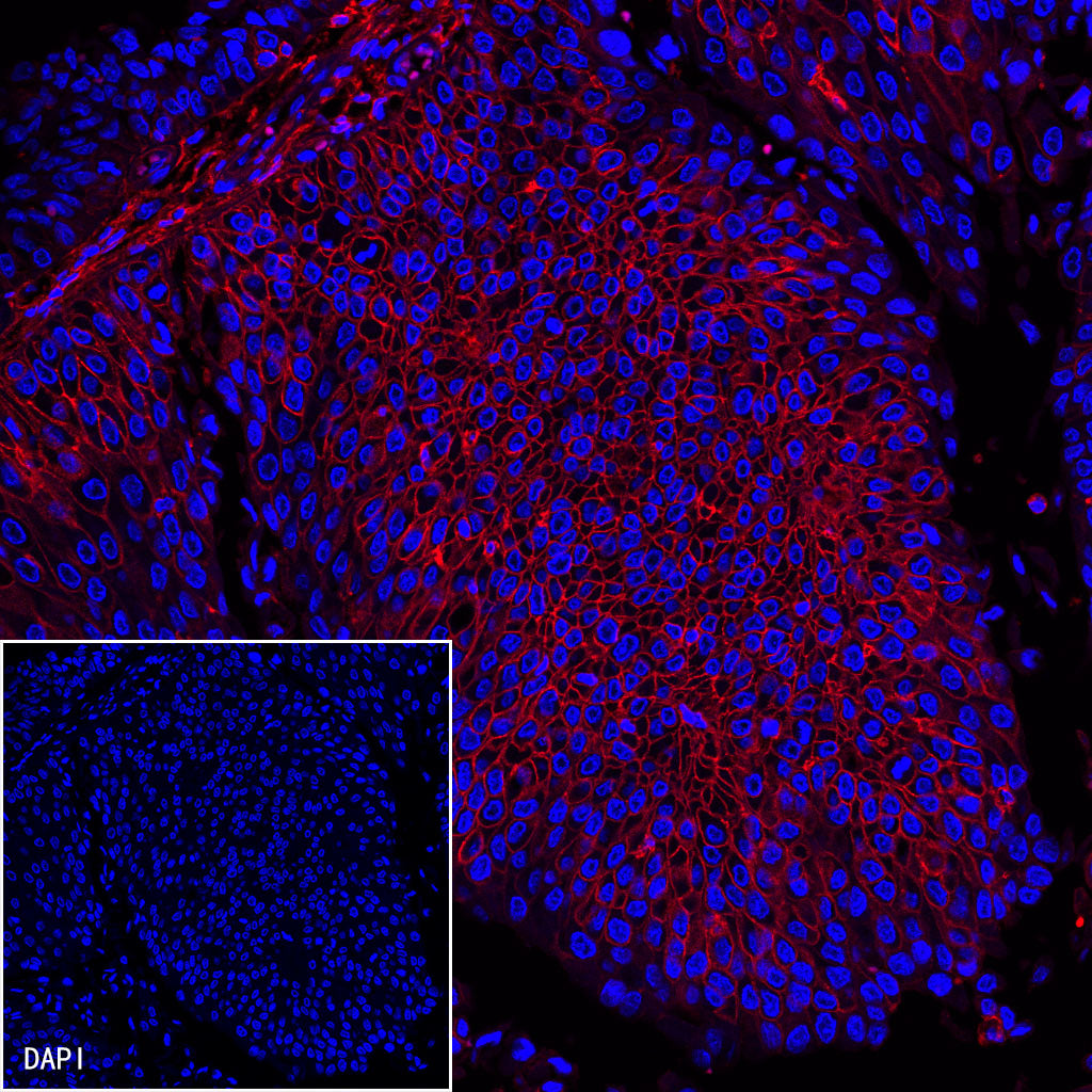 CD44 Mouse mAb (SDT-630-174)