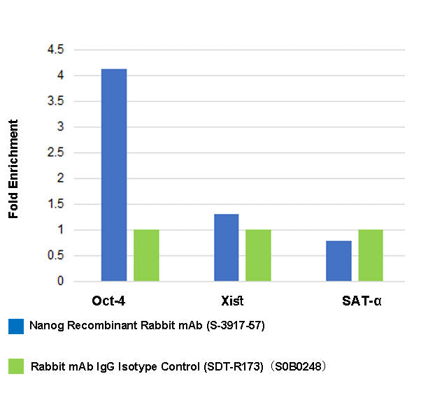 Nanog Recombinant Rabbit mAb (S-3917-57)