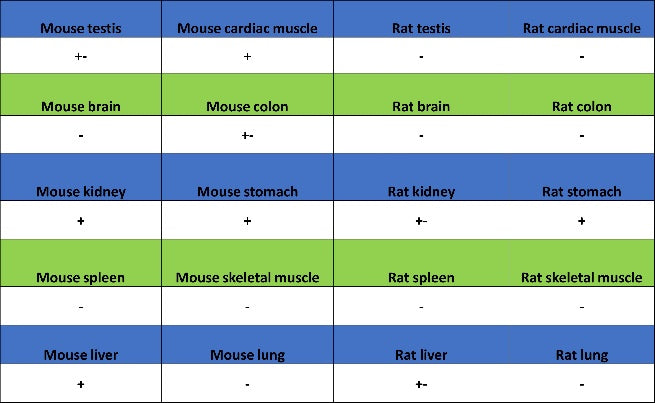 CHMP1a Recombinant Rabbit mAb (S-1651-159)