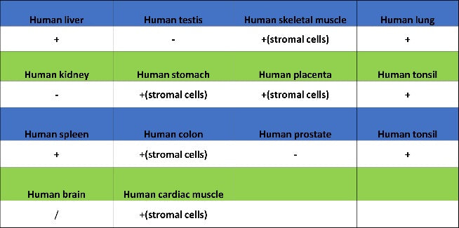 Mannose Receptor Recombinant Rabbit mAb (SDT-2206-59)