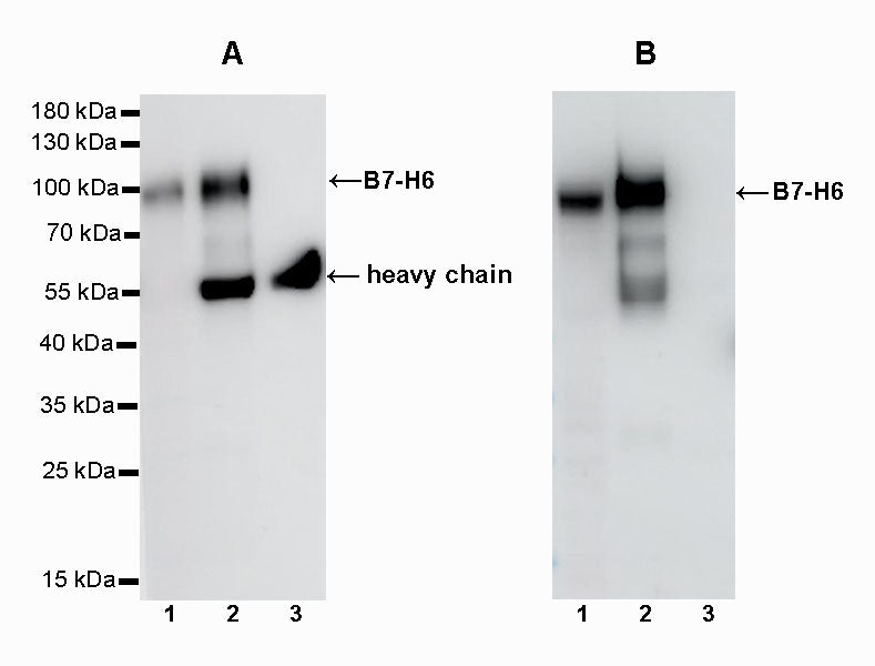 Mouse Anti-Rabbit IgG (Conformation Specific) (HRP conjugate)