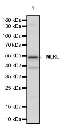 MLKL Rabbit Polyclonal Antibody