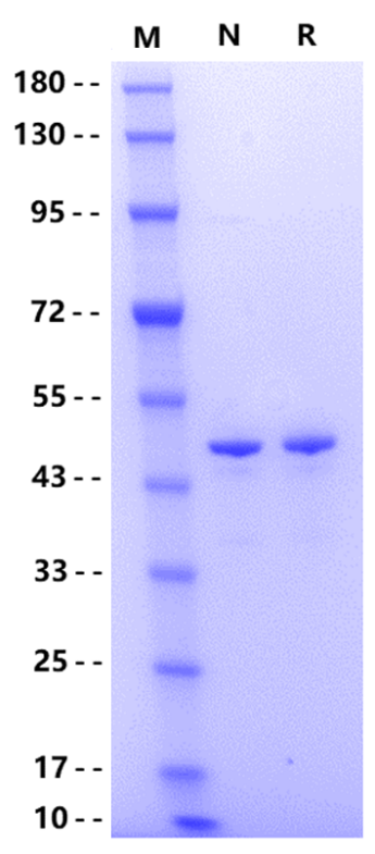 SerpinB3/SCCA, Human
