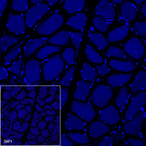 CD79a/MB-1 Recombinant Rabbit mAb (Alexa Fluor® 555 Conjugate) (S-030-18)