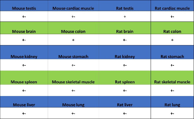 SLC12A2 Recombinant Rabbit mAb (S-2437-30)