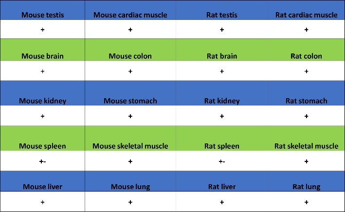 TYK2 Recombinant Rabbit mAb (S-2740-165)