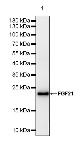 FGF21 Recombinant Rabbit mAb (S-2567-21)
