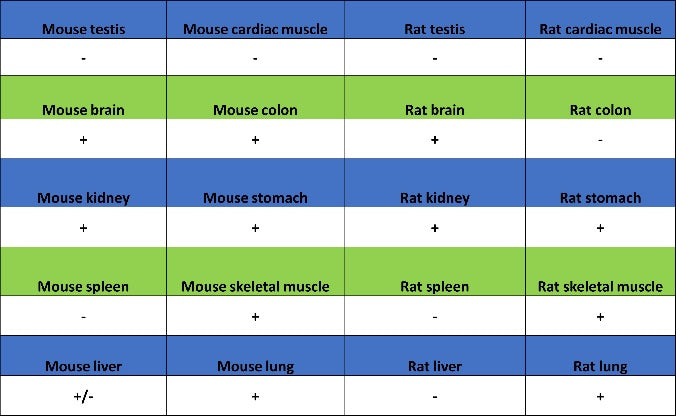 AQP4 Recombinant Rabbit mAb (S-1609-62)