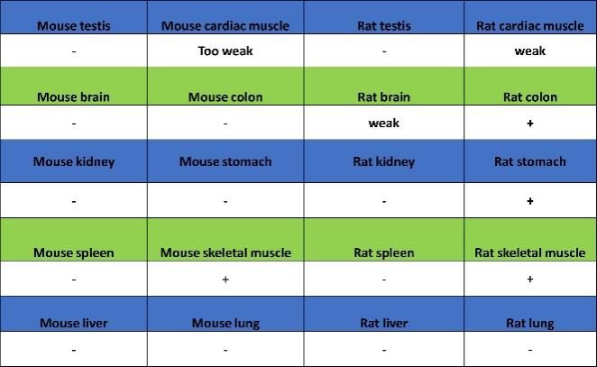 Neuropilin 1 Recombinant Rabbit mAb (S-1453-6)