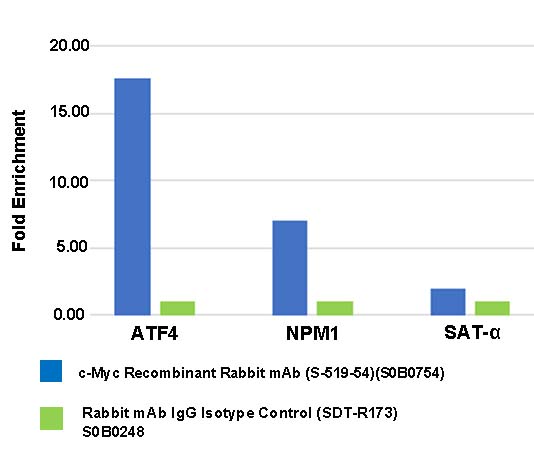 c-Myc Recombinant Rabbit mAb (S-519-54)
