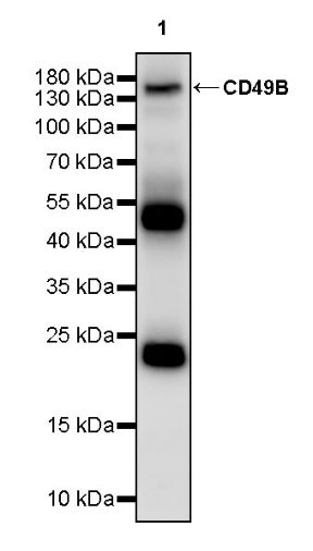 CD49B Recombinant Rat mAb (S-1969-12)