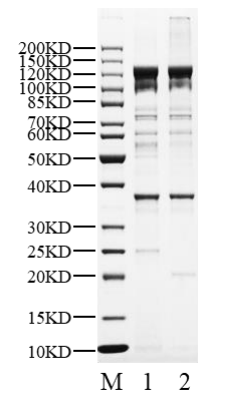 mTOR/MLST8 His&Flag&Strep II Tag Protein, Human
