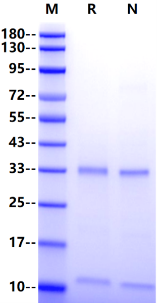 FcRn His Tag Protein, Human