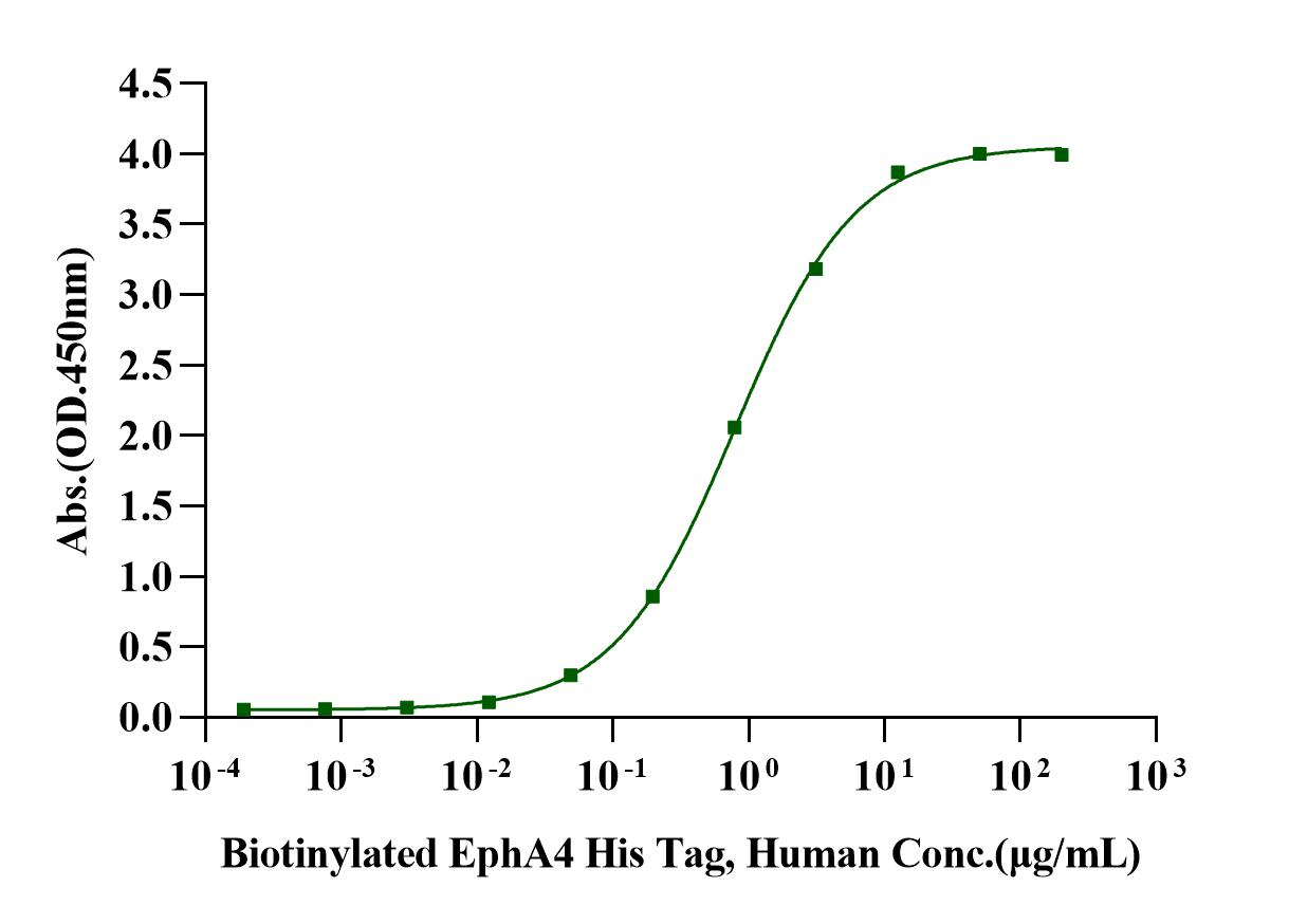 Ephrin-A4 His Tag Protein, Human