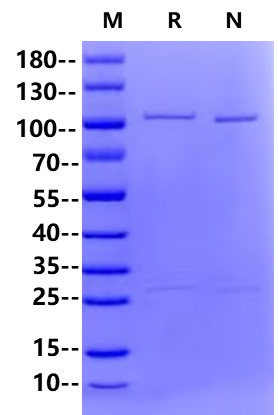 ACSL6(46-697) GST Tag Protein, Human