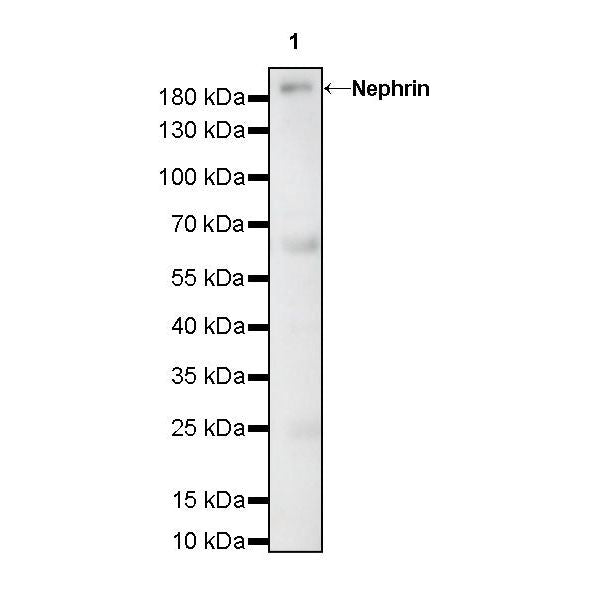 Product image media