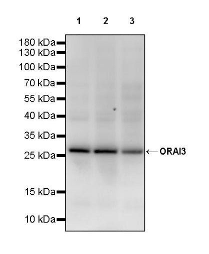 ORAI3 Recombinant Rabbit mAb (S-2486-117)