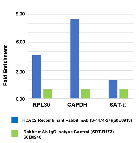 HDAC2 Recombinant Rabbit mAb (S-1474-27)
