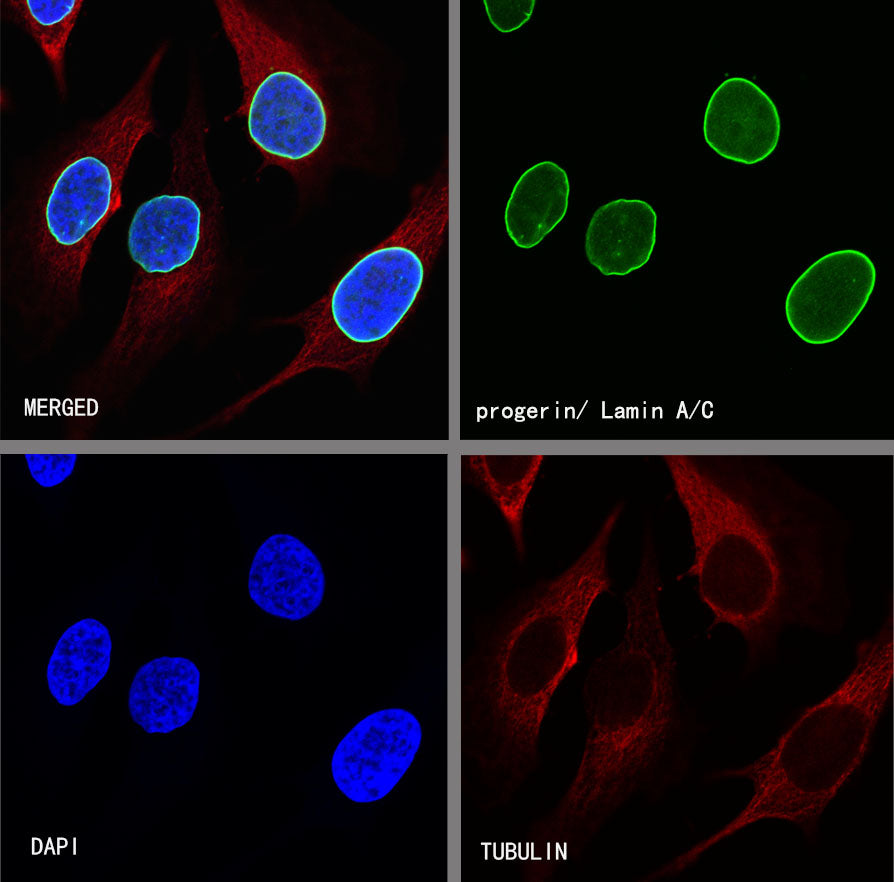 Lamin A/C Recombinant Rabbit mAb (SDT-R041)