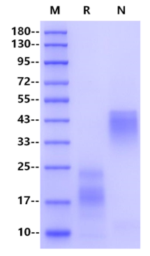 VEGF165 Protein, Human