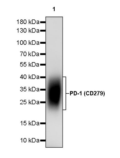 Invivo anti-human PD-1 (CD279) Recombinant mAb