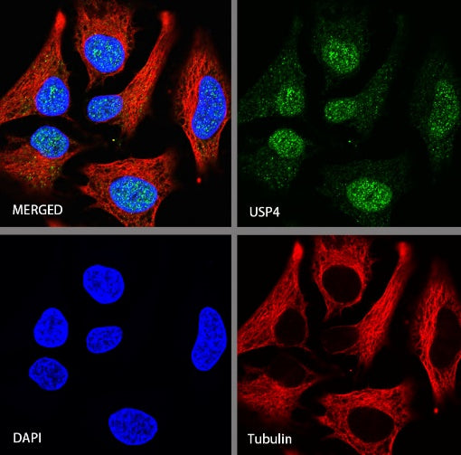 USP4 Recombinant Rabbit mAb (S-1434-6)