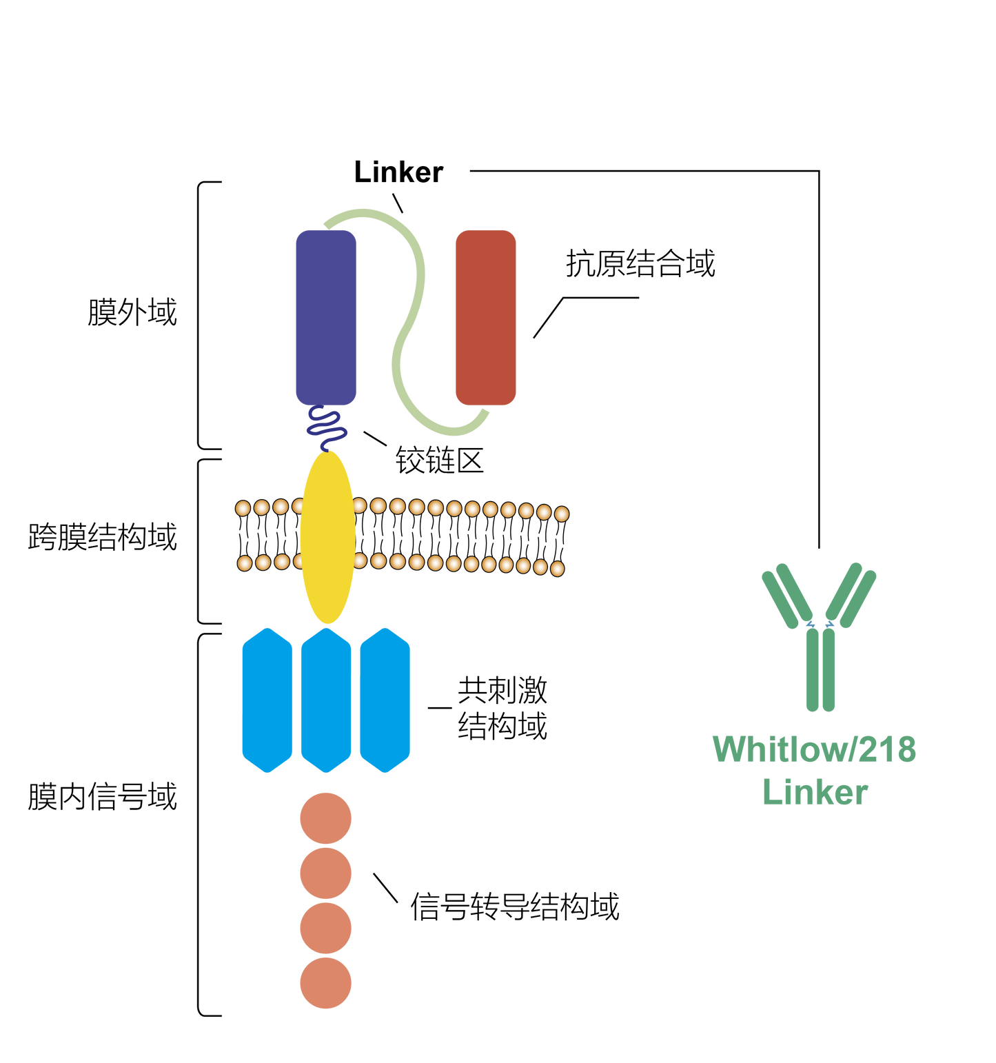 Whitlow/218 Linker Recombinant Rabbit mAb (Alexa Fluor® 647 conjugate) (S-712-10)