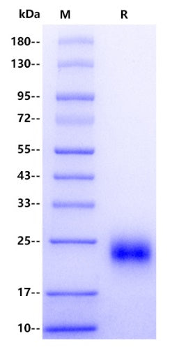 Rat CGA Protein, His Tag