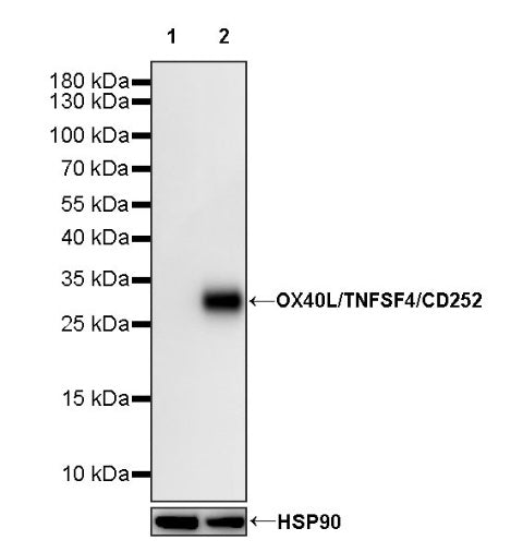 OX40L/TNFSF4/CD252 Recombinant Rabbit mAb (S-1337-18)