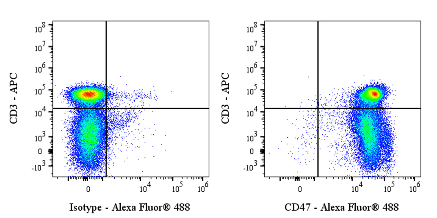 Alexa Fluor® 488 Mouse Anti-Rat CD47 Antibody (OX-101)