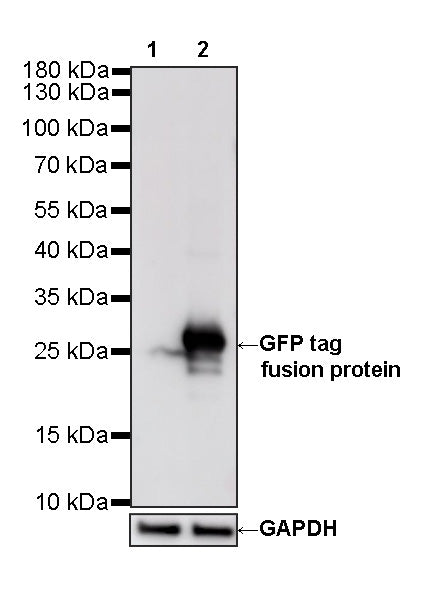 GFP tag Recombinant Mouse mAb (S-5403)