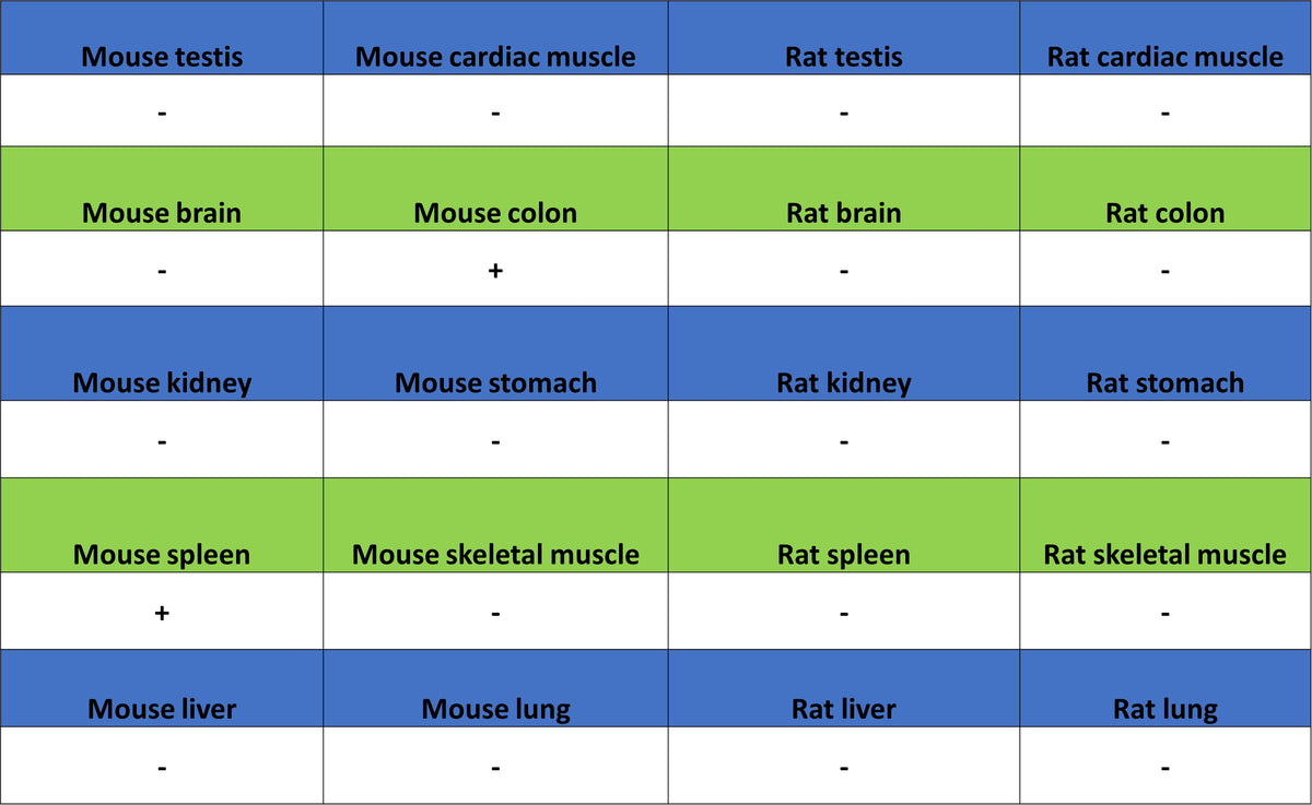 NKR-P1C Recombinant Rabbit mAb (S-4706)