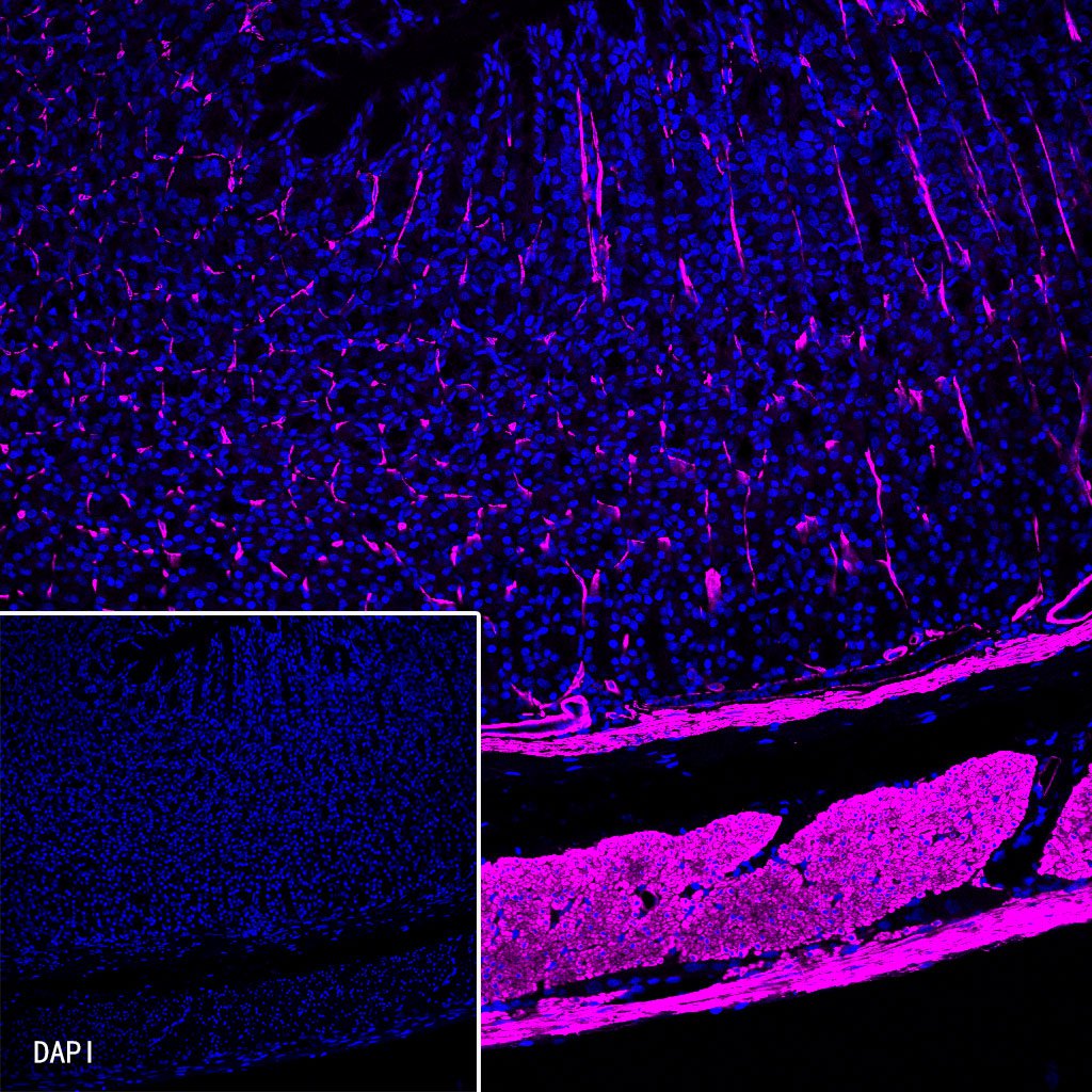 alpha smooth muscle Actin Recombinant Rabbit mAb (Cy5 Conjugate) (SDT-132-63)