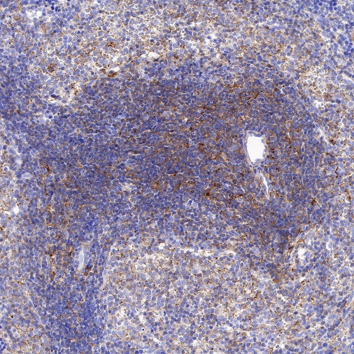 CSF-1R Recombinant Rabbit mAb (S-R219)
