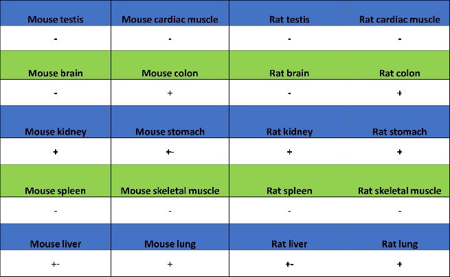 S-RMab® EpCAM Recombinant Rabbit mAb (SDT-078-128)