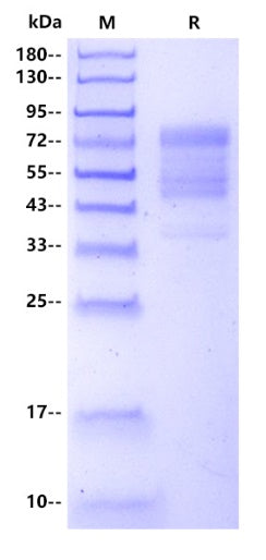 Mouse CEBPD Protein, hFc tag