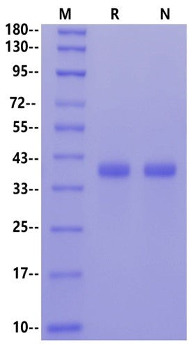 FGL2 His Tag Protein, Cynomolgus