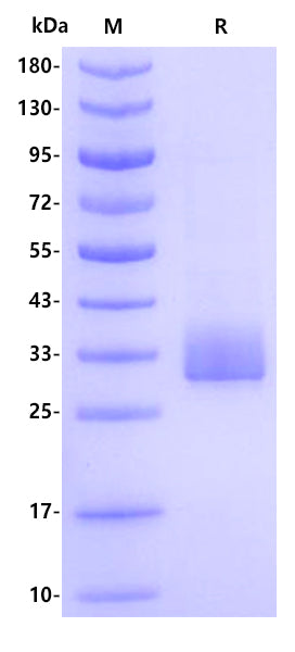 Mouse SLAMF8 Protein, His Tag